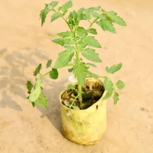 Tomato Plant