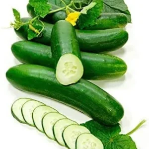 Cucumber Plant