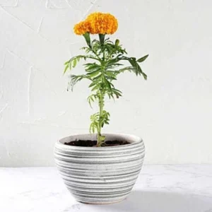 Marigold Plant